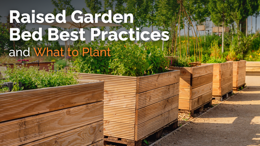 Raised Garden Bed Best Practices and What to Plant